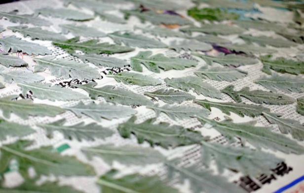 Pressed botanical leaves laid across a studio worktable